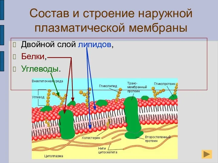 Состав и строение наружной плазматической мембраны Двойной слой липидов, Белки, Углеводы.