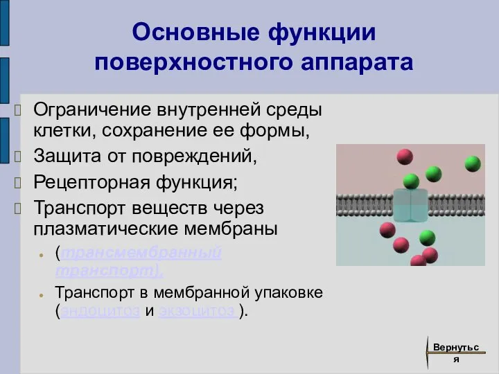 Основные функции поверхностного аппарата Ограничение внутренней среды клетки, сохранение ее формы, Защита