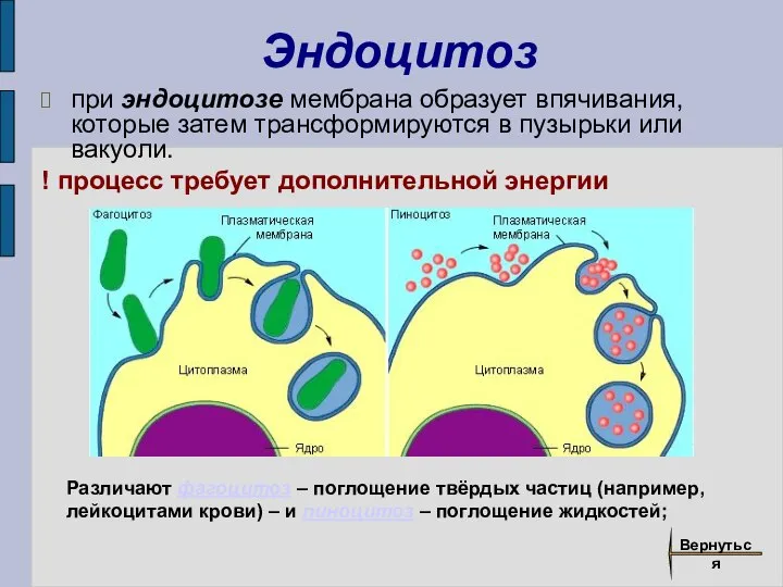 Эндоцитоз при эндоцитозе мембрана образует впячивания, которые затем трансформируются в пузырьки или
