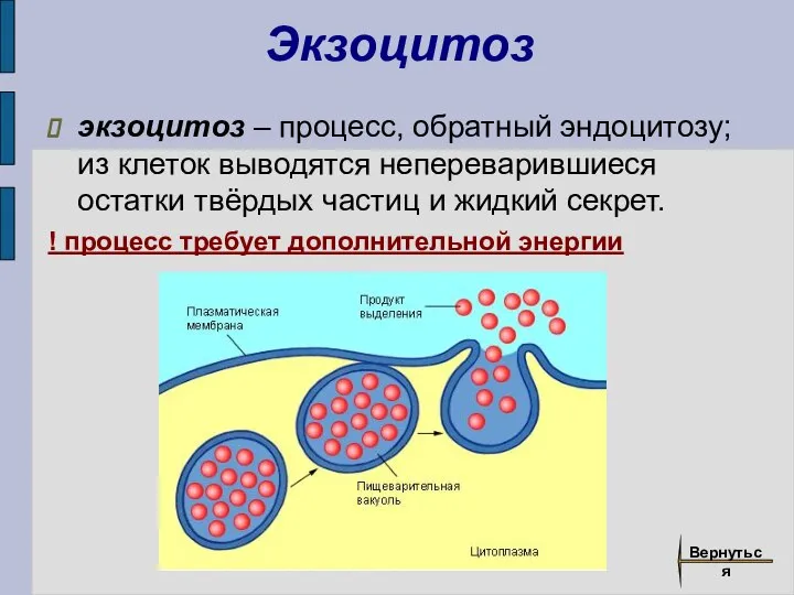 Экзоцитоз экзоцитоз – процесс, обратный эндоцитозу; из клеток выводятся непереварившиеся остатки твёрдых
