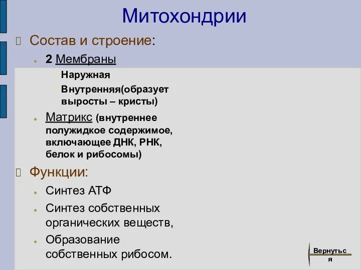 Митохондрии Состав и строение: 2 Мембраны Наружная Внутренняя(образует выросты – кристы) Матрикс