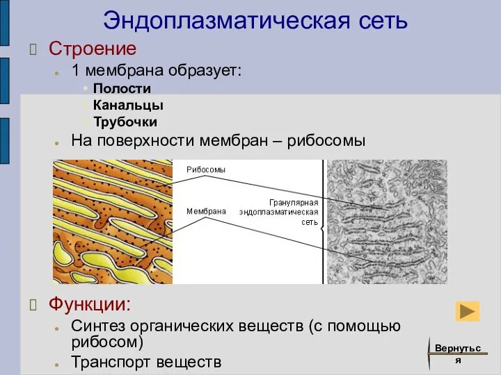 Эндоплазматическая сеть Строение 1 мембрана образует: Полости Канальцы Трубочки На поверхности мембран
