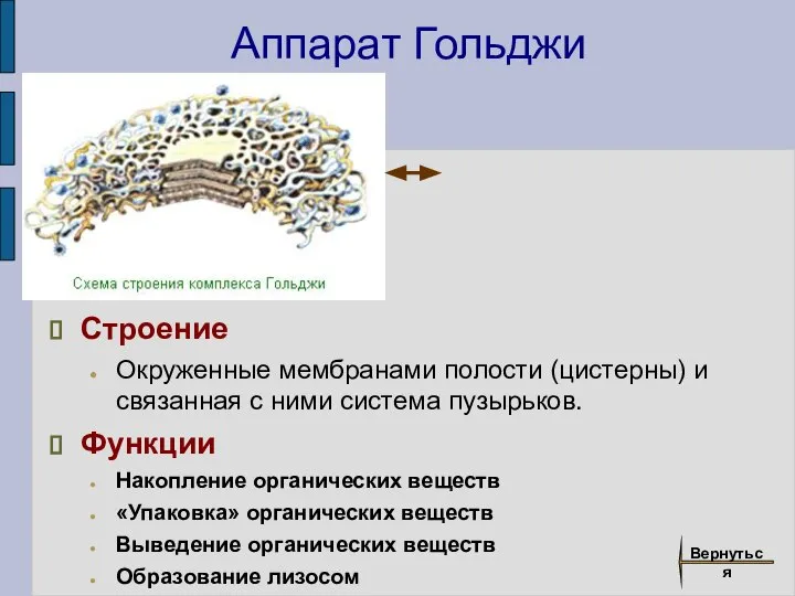 Аппарат Гольджи Строение Окруженные мембранами полости (цистерны) и связанная с ними система