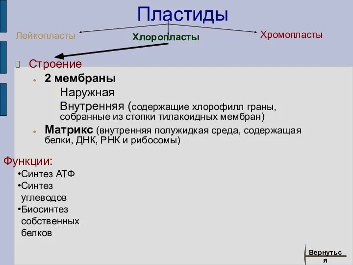 Пластиды Строение 2 мембраны Наружная Внутренняя (содержащие хлорофилл граны, собранные из стопки