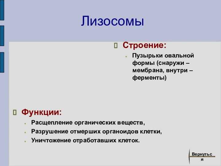 Лизосомы Строение: Пузырьки овальной формы (снаружи – мембрана, внутри – ферменты) Функции: