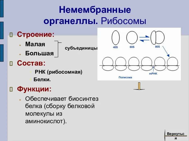 Немембранные органеллы. Рибосомы Строение: Малая Большая Состав: РНК (рибосомная) Белки. Функции: Обеспечивает