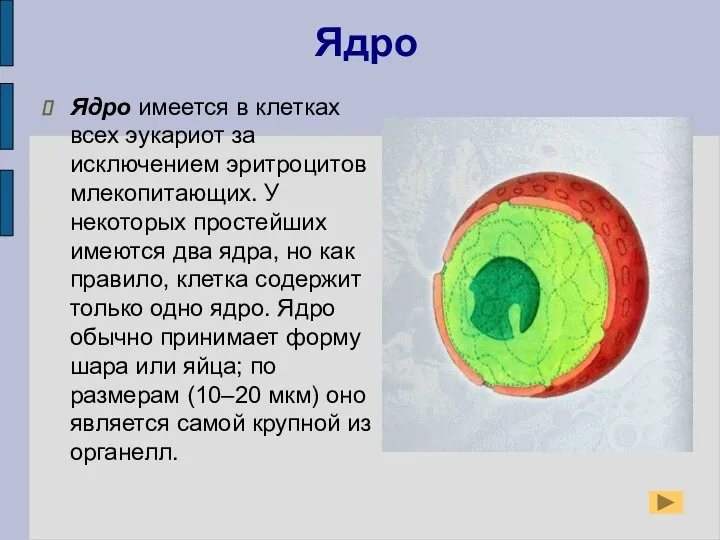 Ядро Ядро имеется в клетках всех эукариот за исключением эритроцитов млекопитающих. У