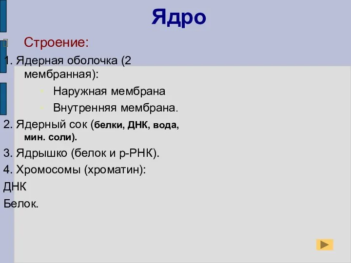 Ядро Строение: 1. Ядерная оболочка (2 мембранная): Наружная мембрана Внутренняя мембрана. 2.