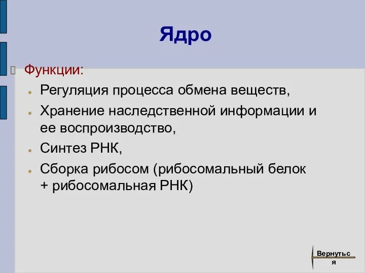 Ядро Функции: Регуляция процесса обмена веществ, Хранение наследственной информации и ее воспроизводство,