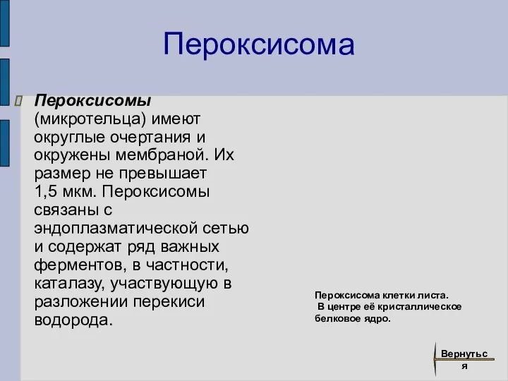 Пероксисома Пероксисомы (микротельца) имеют округлые очертания и окружены мембраной. Их размер не