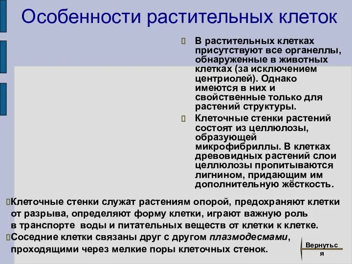 Особенности растительных клеток В растительных клетках присутствуют все органеллы, обнаруженные в животных