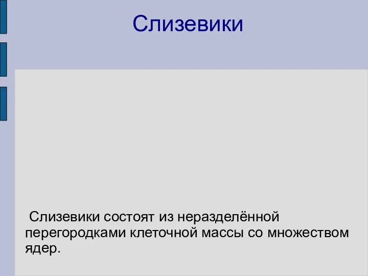 Слизевики Слизевики состоят из неразделённой перегородками клеточной массы со множеством ядер.