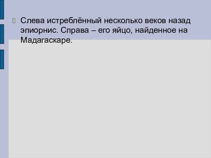 Слева истреблённый несколько веков назад эпиорнис. Справа – его яйцо, найденное на Мадагаскаре.