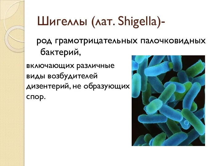 Шигеллы (лат. Shigella)- род грамотрицательных палочковидных бактерий, включающих различные виды возбудителей дизентерий, не образующих спор.