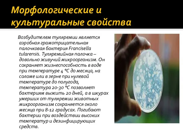 Морфологические и культуральные свойства Возбудителем туляремии является аэробная грамотрицательная палочковая бактерия Francisella