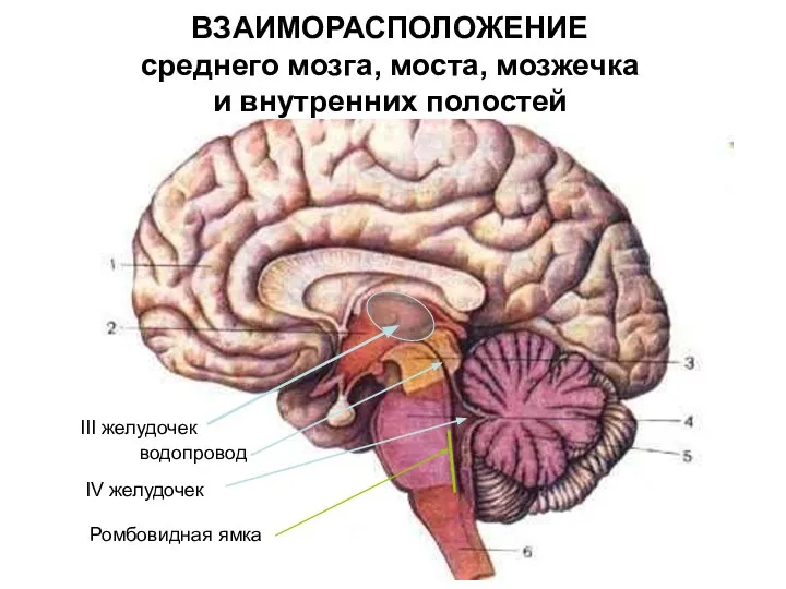 ВЗАИМОРАСПОЛОЖЕНИЕ среднего мозга, моста, мозжечка и внутренних полостей IV желудочек водопровод III желудочек Ромбовидная ямка