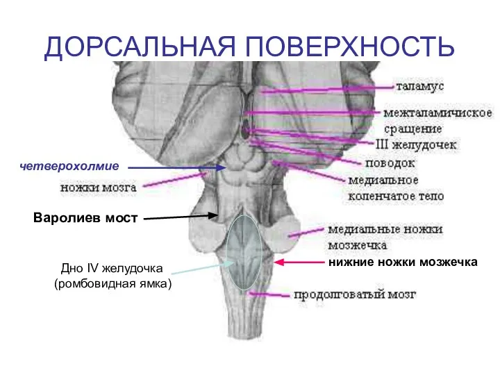 ДОРСАЛЬНАЯ ПОВЕРХНОСТЬ четверохолмие нижние ножки мозжечка Дно IV желудочка (ромбовидная ямка) Варолиев мост