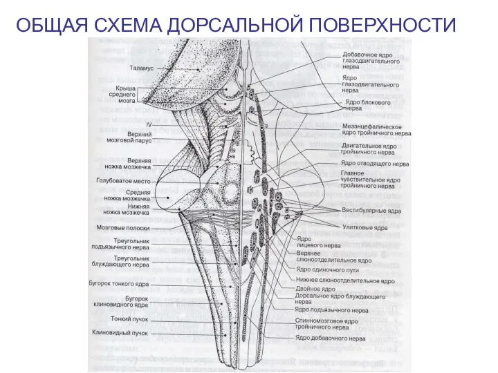 ОБЩАЯ СХЕМА ДОРСАЛЬНОЙ ПОВЕРХНОСТИ