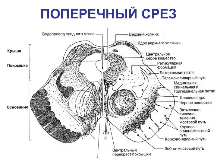 ПОПЕРЕЧНЫЙ СРЕЗ