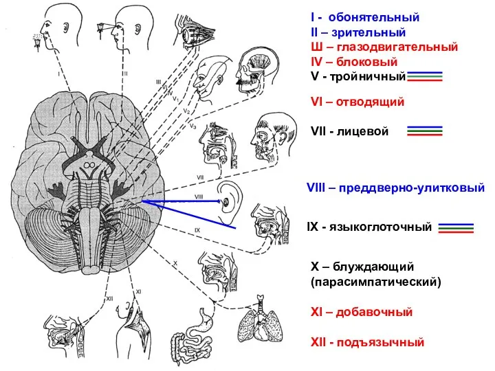 I - обонятельный II – зрительный Ш – глазодвигательный IV – блоковый