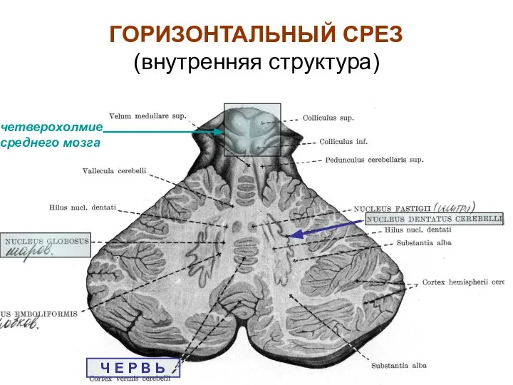 ГОРИЗОНТАЛЬНЫЙ СРЕЗ (внутренняя структура) Ч Е Р В Ь четверохолмие среднего мозга