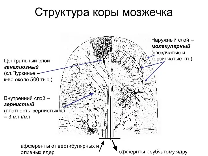 Структура коры мозжечка Центральный слой – ганглиозный (кл.Пуркинье – к-во около 500