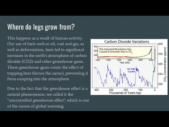 Where do legs grow from? This happens as a result of human