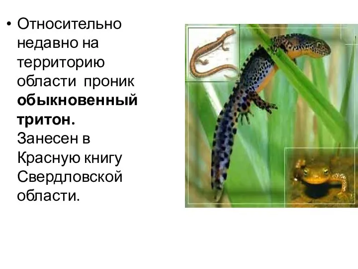 Относительно недавно на территорию области проник обыкновенный тритон. Занесен в Красную книгу Свердловской области.