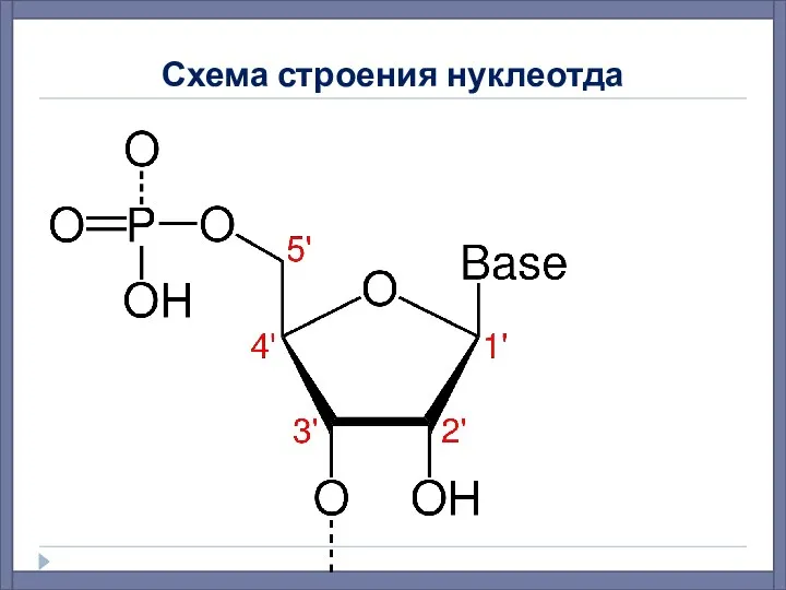 Схема строения нуклеотда