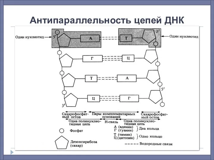 Антипараллельность цепей ДНК