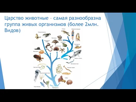 Царство животные – самая разнообразна группа живых организмов (более 2млн. Видов)