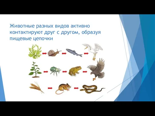 Животные разных видов активно контактируют друг с другом, образуя пищевые цепочки