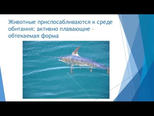 Животные приспосабливаются к среде обитания: активно плавающие – обтекаемая форма