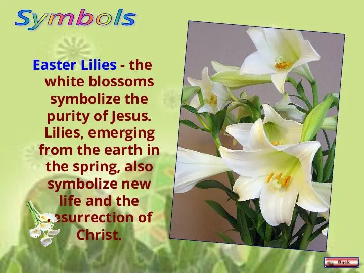 Easter Lilies - the white blossoms symbolize the purity of Jesus. Lilies,