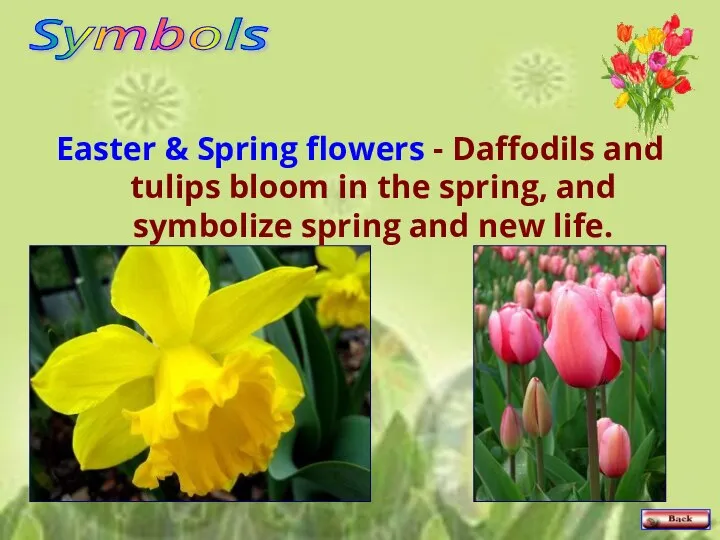 Easter & Spring flowers - Daffodils and tulips bloom in the spring,