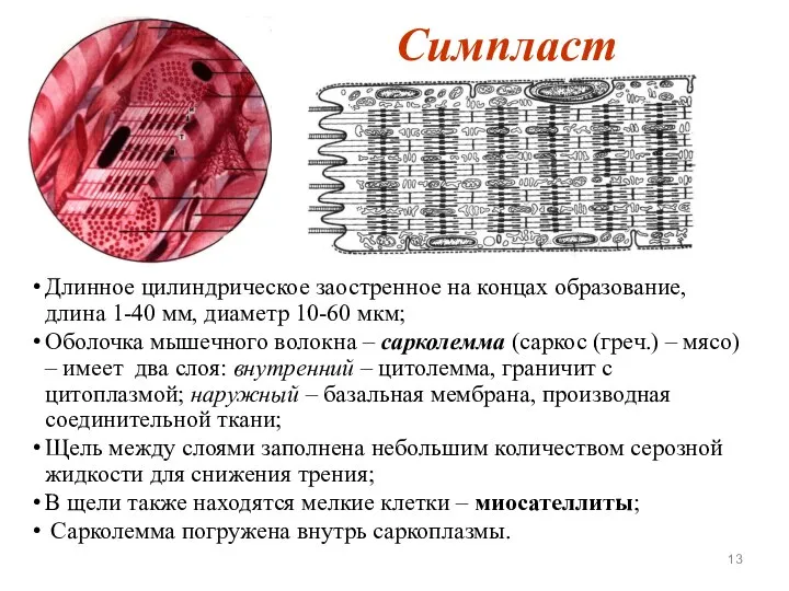 Симпласт Длинное цилиндрическое заостренное на концах образование, длина 1-40 мм, диаметр 10-60