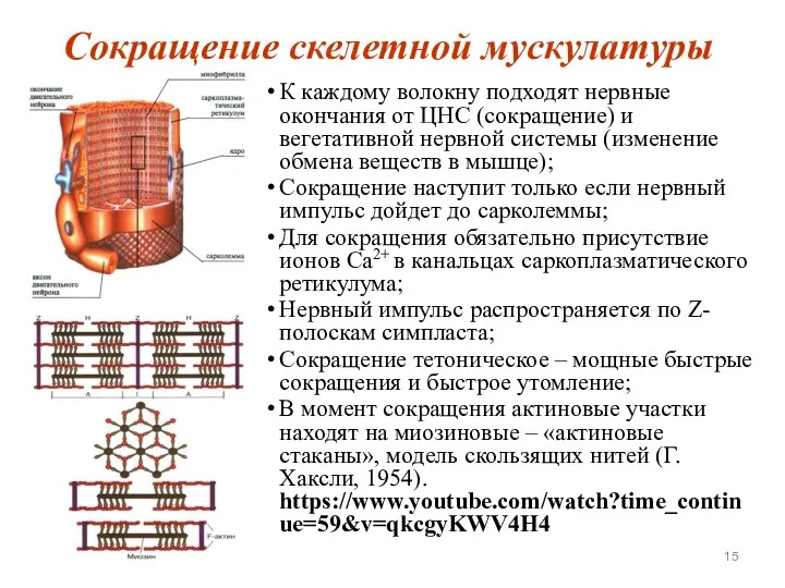 Сокращение скелетной мускулатуры К каждому волокну подходят нервные окончания от ЦНС (сокращение)