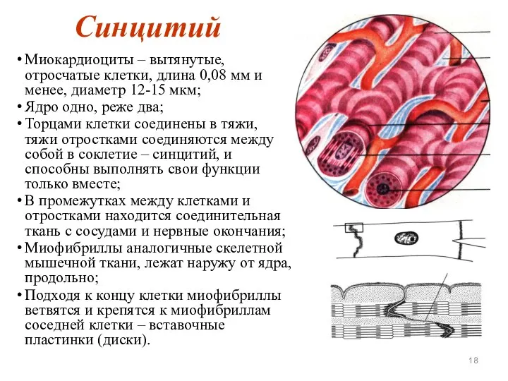 Синцитий Миокардиоциты – вытянутые, отросчатые клетки, длина 0,08 мм и менее, диаметр