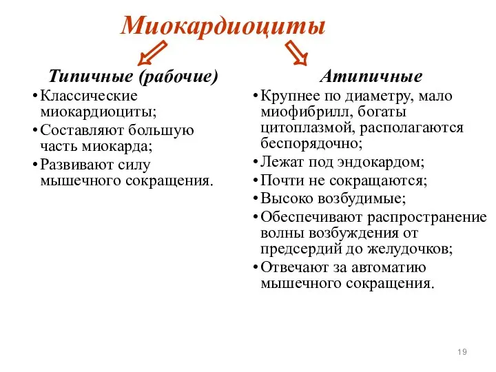 Типичные (рабочие) Классические миокардиоциты; Составляют большую часть миокарда; Развивают силу мышечного сокращения.