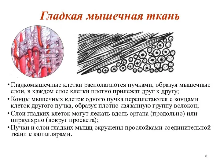 Гладкая мышечная ткань Гладкомышечные клетки располагаются пучками, образуя мышечные слои, в каждом