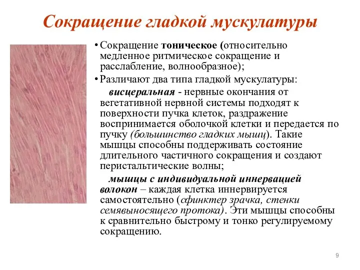 Сокращение гладкой мускулатуры Сокращение тоническое (относительно медленное ритмическое сокращение и расслабление, волнообразное);