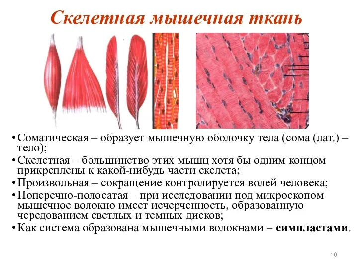 Скелетная мышечная ткань Соматическая – образует мышечную оболочку тела (сома (лат.) –