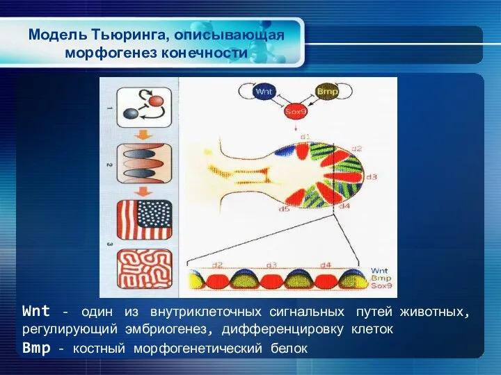 Модель Тьюринга, описывающая морфогенез конечности Wnt - один из внутриклеточных сигнальных путей