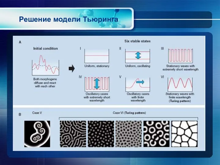 Решение модели Тьюринга