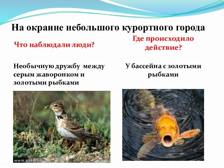 На окраине небольшого курортного города Что наблюдали люди? Где происходило действие? Необычную