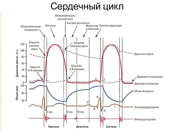 Сердечный цикл