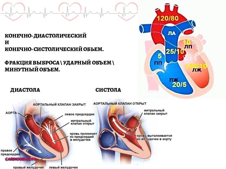 СИСТОЛА ДИАСТОЛА КОНЕЧНО-ДИАСТОЛИЧЕСКИЙ И КОНЕЧНО-СИСТОЛИЧЕСКИЙ ОБЬЕМ. ФРАКЦИЯ ВЫБРОСА \ УДАРНЫЙ ОБЪЕМ \ МИНУТНЫЙ ОБЪЕМ.