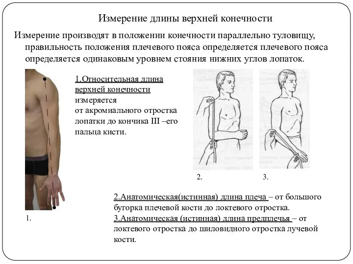 Измерение длины верхней конечности Измерение производят в положении конечности параллельно туловищу, правильность