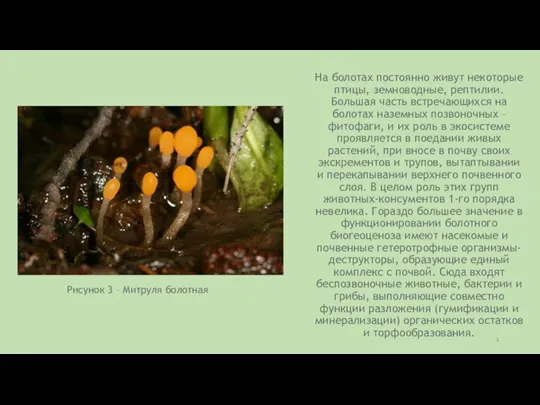 На болотах постоянно живут некоторые птицы, земноводные, рептилии. Большая часть встречающихся на