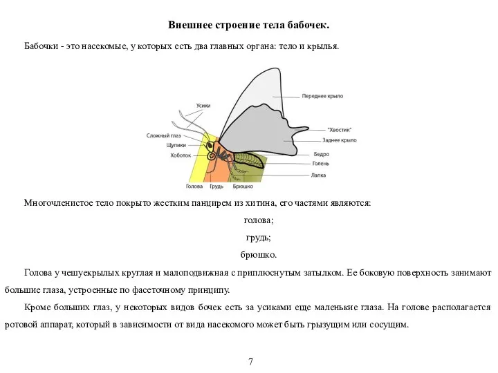 Внешнее строение тела бабочек. Бабочки - это насекомые, у которых есть два